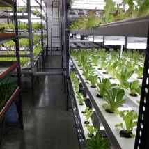 Vertical Farming